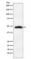 Anti-MAPKAP Kinase 2 Rabbit Monoclonal Antibody